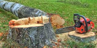 How Our Tree Care Process Works  in  Assumption, IL