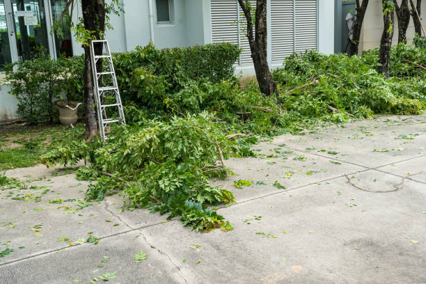 Trusted Assumption, IL Tree Removal Experts